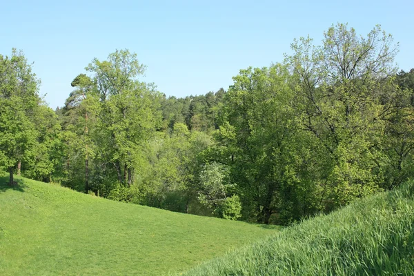 Пейзаж с зеленой листвой — стоковое фото