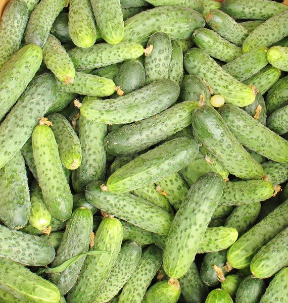 Cucumbers for sale — Stock Photo, Image