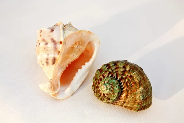 Морские раковины - шлем и тюрбан — стоковое фото