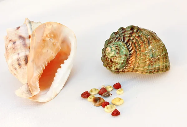 Sea shells - helmet and turban — Stock Photo, Image