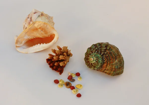 Conchas do mar - capacete e turbante — Fotografia de Stock