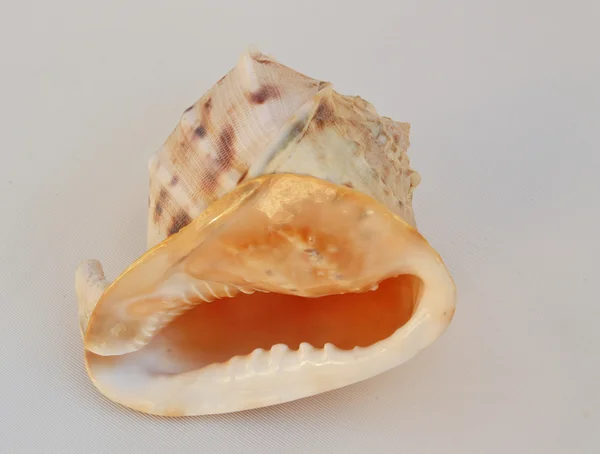 Sea shell helmet — Stock Photo, Image