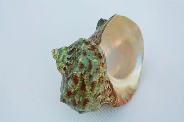 Sea shell green turban — Stock Photo, Image
