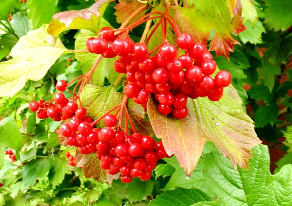 Red berries on a background of green foliage — Stock Photo, Image