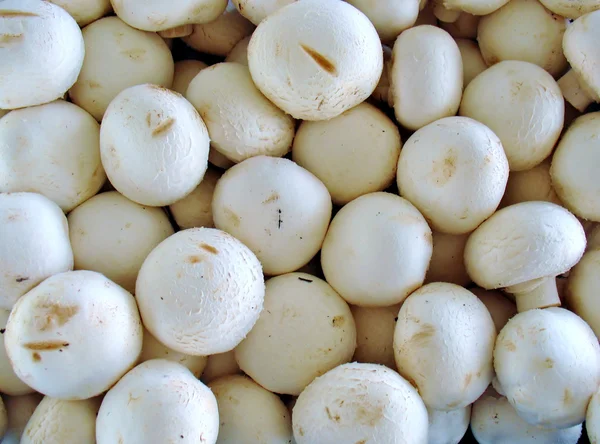 Funghi a bottone bianco in vendita — Foto Stock
