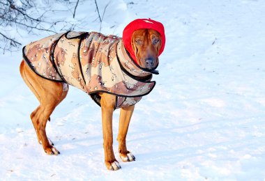 Dog for a walk in winter clipart