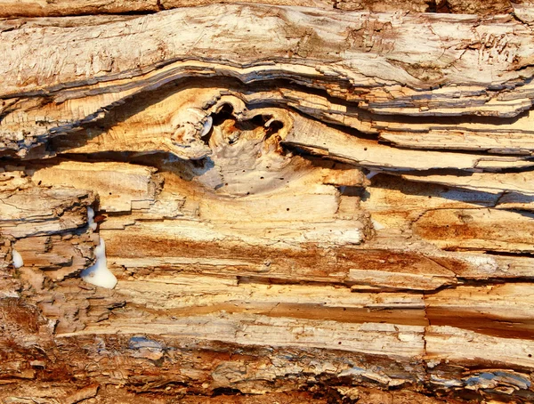Zbutwiałe drewno suszone — Zdjęcie stockowe