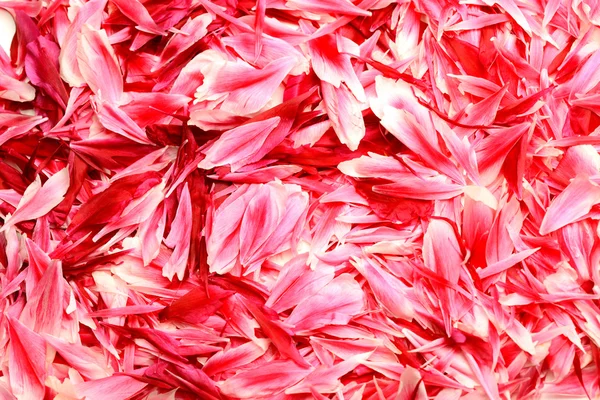 Pétalas de rosa — Fotografia de Stock