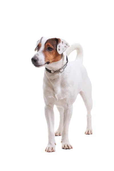 Jack Russel Terrier狗肖像 — 图库照片