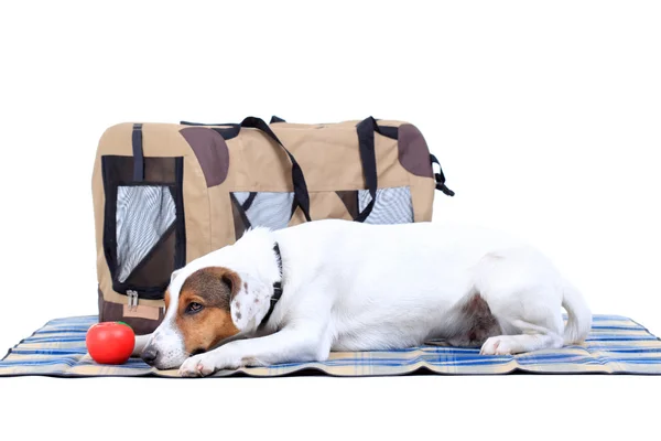 Jack Russel Terrier con una borsa da trasporto — Foto Stock