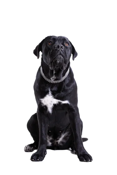 Cane Corso fajtiszta kutya — Stock Fotó