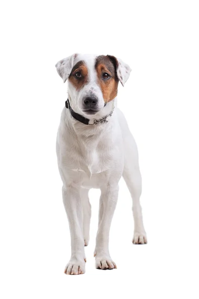 Portrait de chien Jack Russel Terrier — Photo