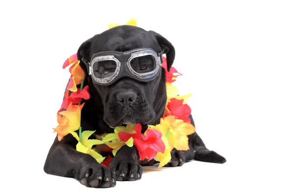 Cane Corso perro de raza pura — Foto de Stock