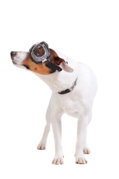 ジャック・ラッセル・テリア犬の肖像画 — ストック写真