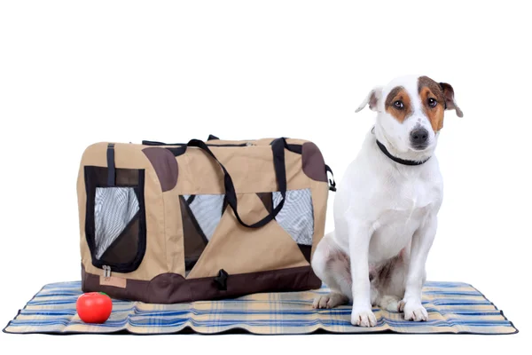 Jack Russel Terrier con una bolsa de transporte — Foto de Stock