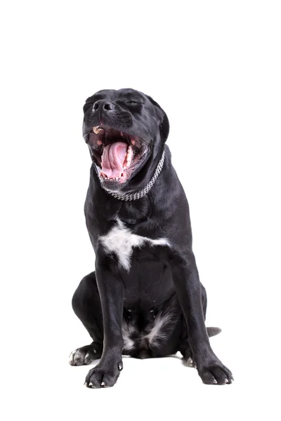 Cane corso rasechte hond — Stockfoto