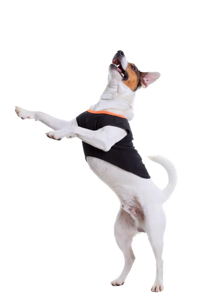 Jack Russel Terrier kutya portré — Stock Fotó