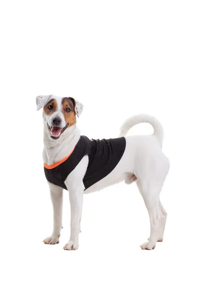 Jack Russel Terrier kutya portré — Stock Fotó