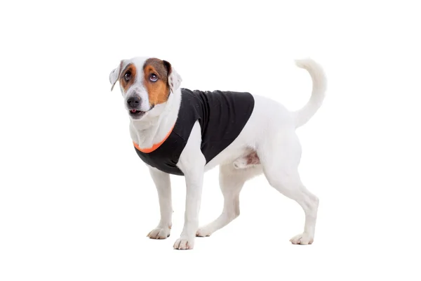Jack Russel Terrier dog portrait — Stock Photo, Image