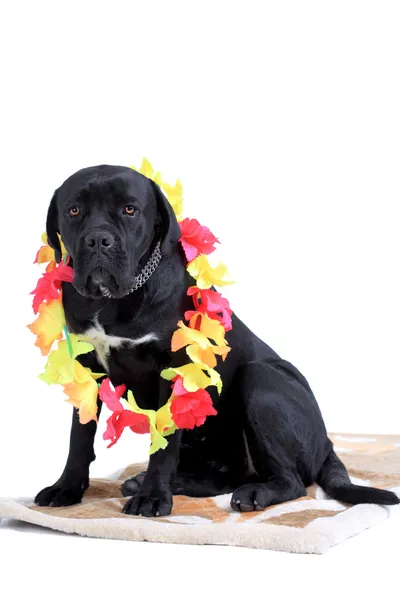 Cane Corso cão de raça pura — Fotografia de Stock