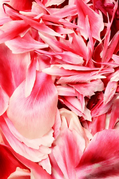 Pétalos de rosa — Foto de Stock