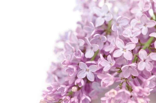 Flor lilás — Fotografia de Stock