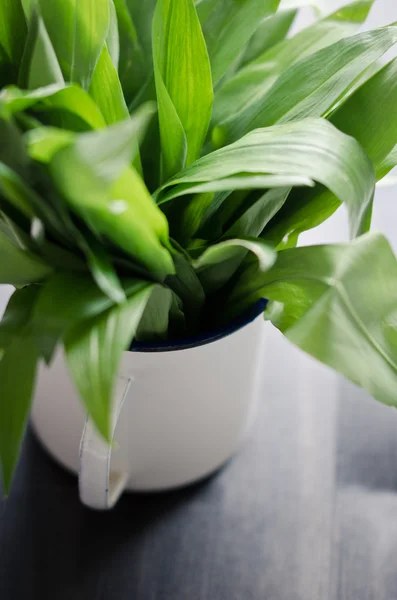 stock image Wild Garlic