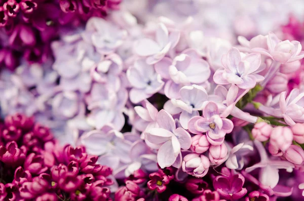 Lilas — Photo