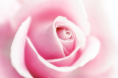 yumuşaklık pembe Gül
