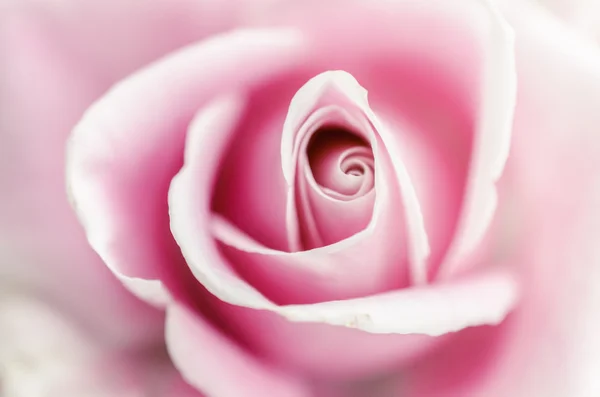 Zachtheid roze roos — Stockfoto