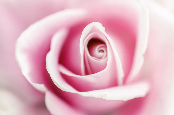 Douceur rose rose — Photo