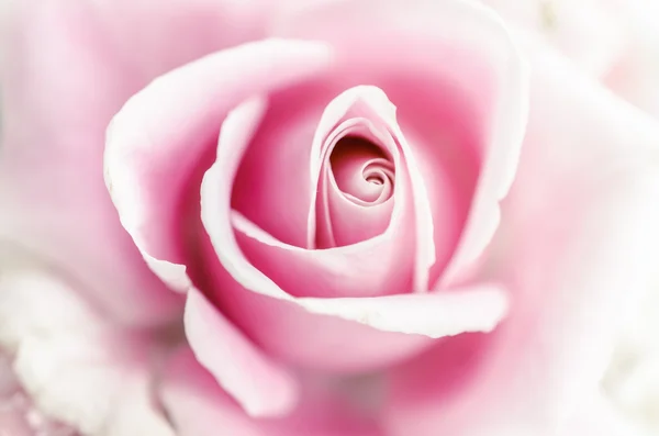 Softness pink rose — Φωτογραφία Αρχείου