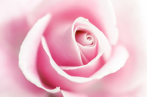 Suavidade rosa rosa — Fotografia de Stock