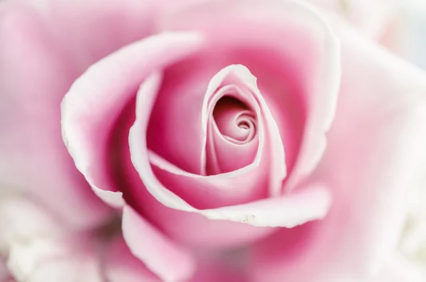 柔らかさのピンクのバラ — ストック写真