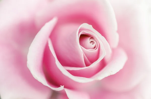 Мягкая розовая роза — стоковое фото