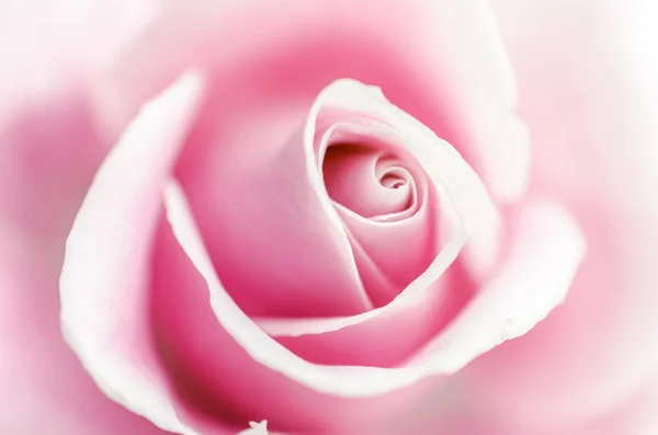 柔和粉色玫瑰 — 图库照片