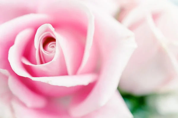 一束玫瑰 — 图库照片