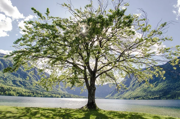 stock image Tree