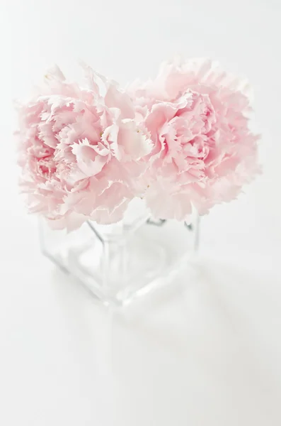 Różowe kwiaty — Zdjęcie stockowe