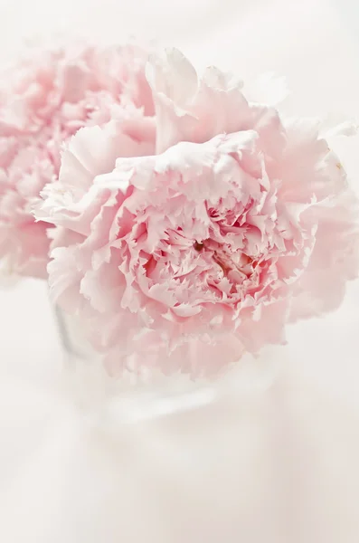 Рожева квітка — Stockfoto