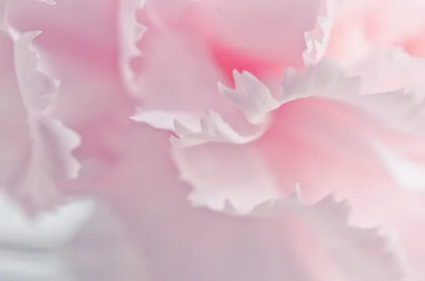ピンクの花びら — ストック写真