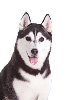 Siberian husky clipart