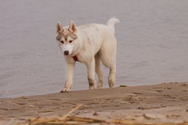 Siberian dış yapraklar