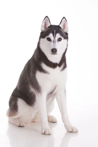 Siberian husky — Stockfoto