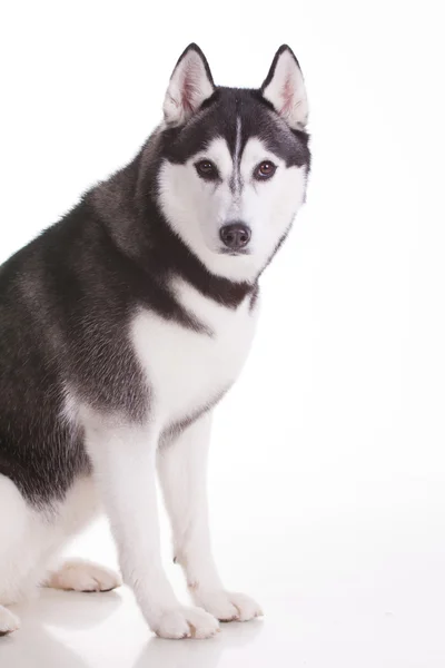 Husky siberiano — Foto Stock