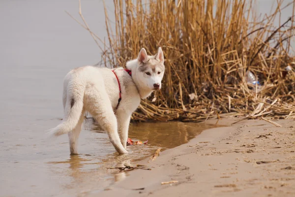 Siberian husky — Stockfoto