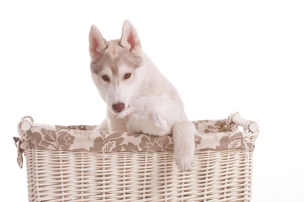 Siberian husky — Zdjęcie stockowe