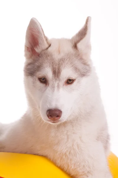 Sibirischer Husky — Stockfoto