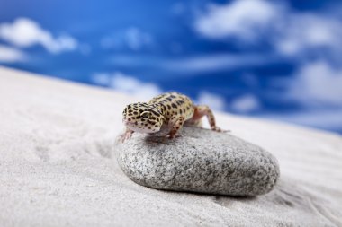 Gecko kum üzerinde