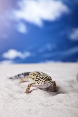 Gecko kum üzerinde